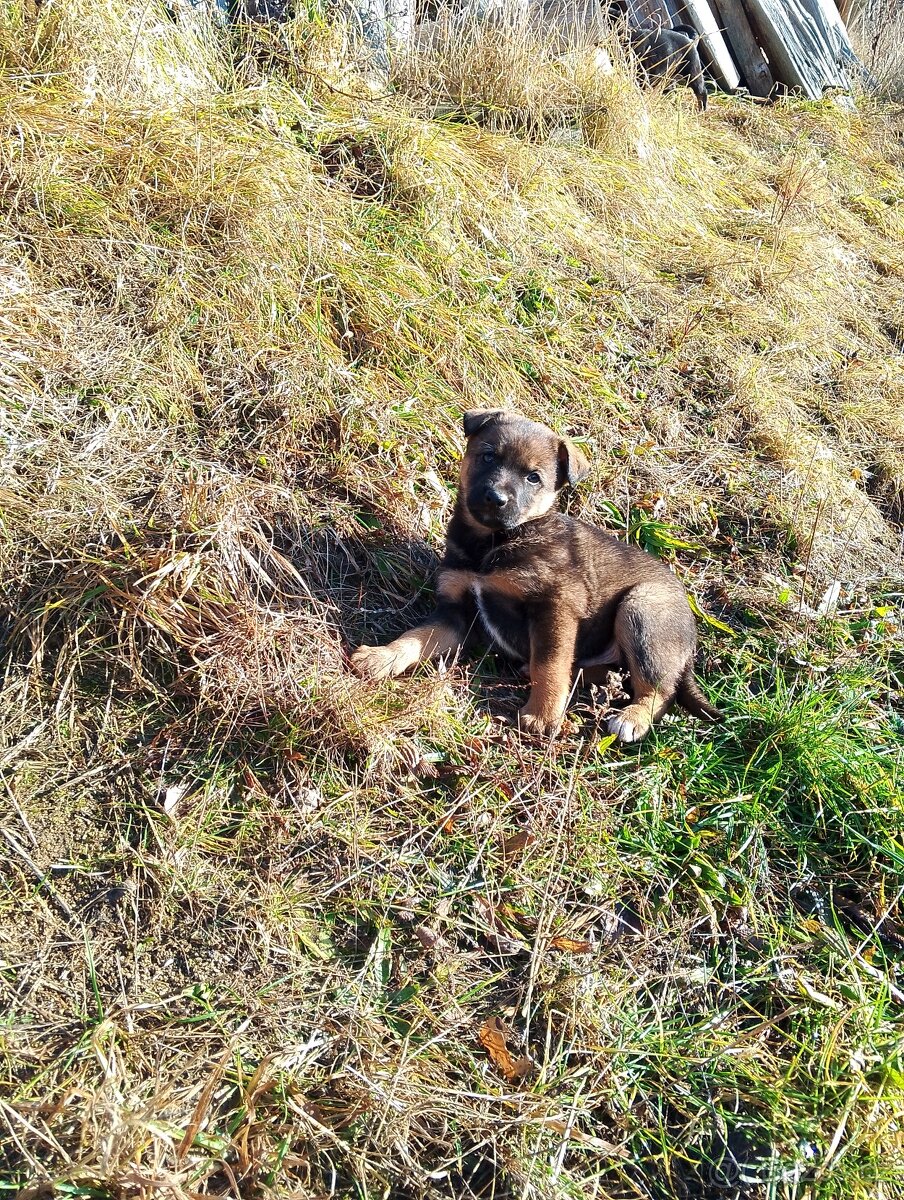 Německý ovčák kříženec, štěňata,štěně - 6