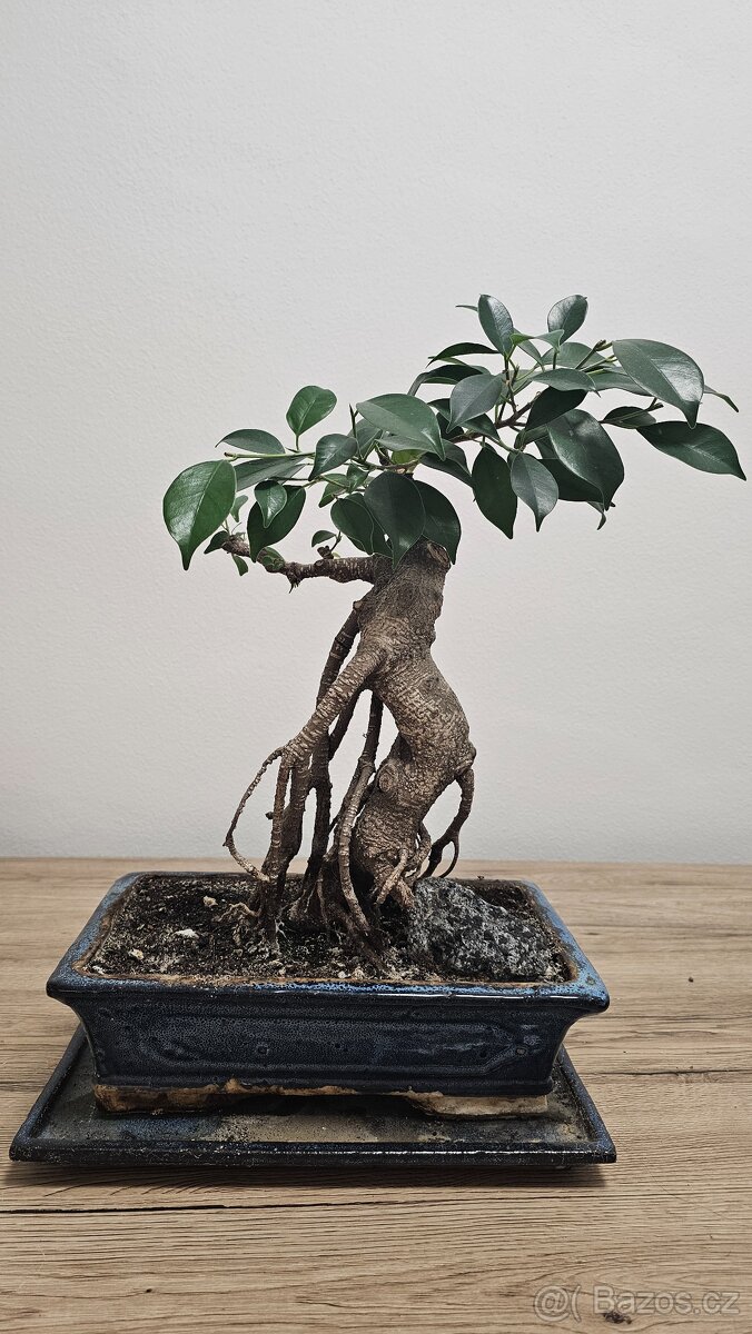 Bonsai Ficus Retusa - 6