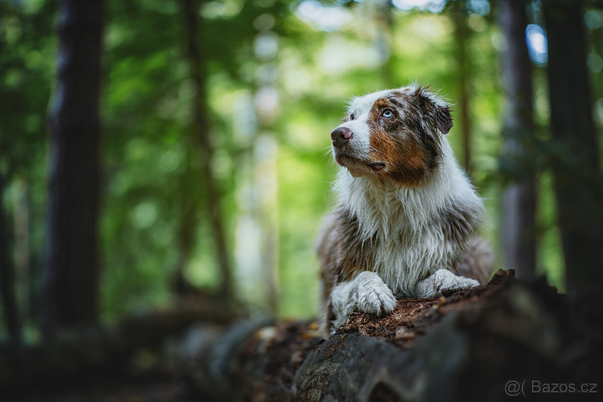 Meopta Meostigmat 77/1,7 Sony E a další - 6