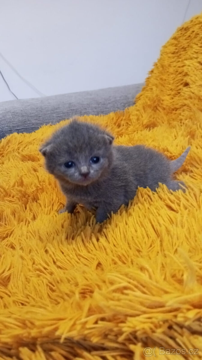 Britská koťata - 6