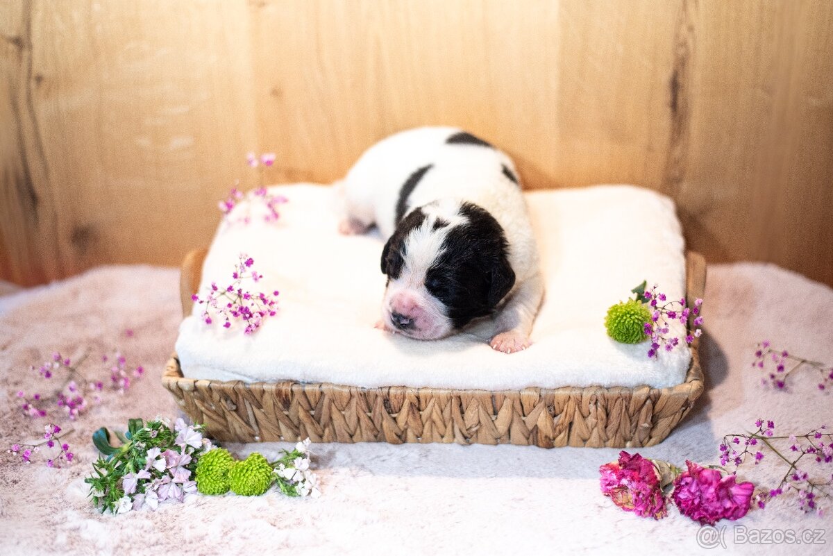 Landseer - štěňata s PP - 6