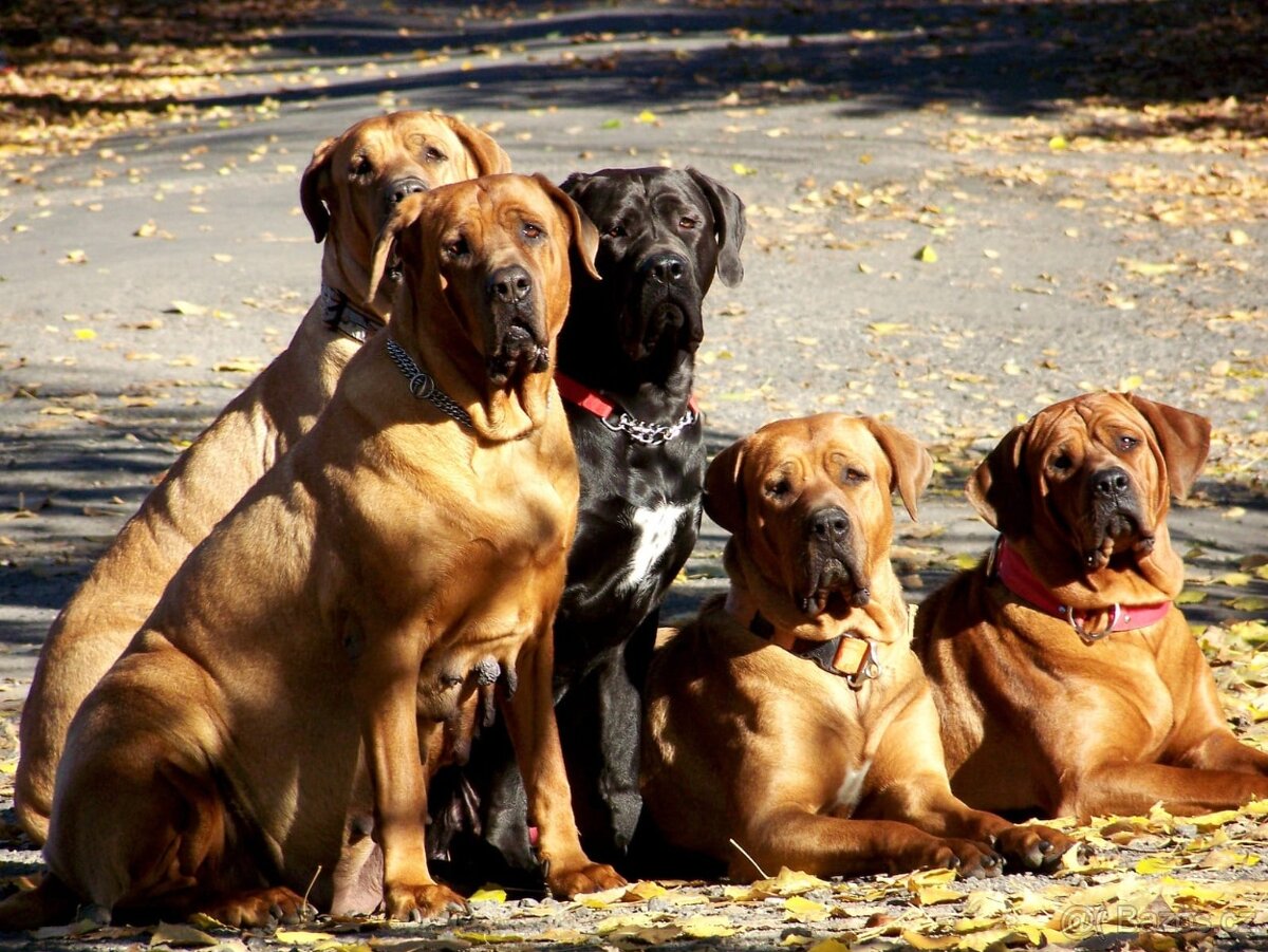 Tosa inu - TOP štěňátka s PP - 6