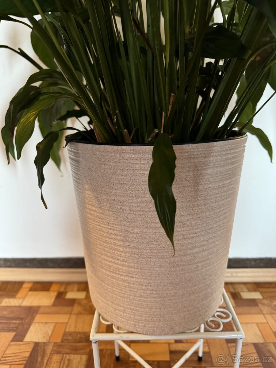 Spathiphyllum – Toulcovku (Lilie míru) - 6