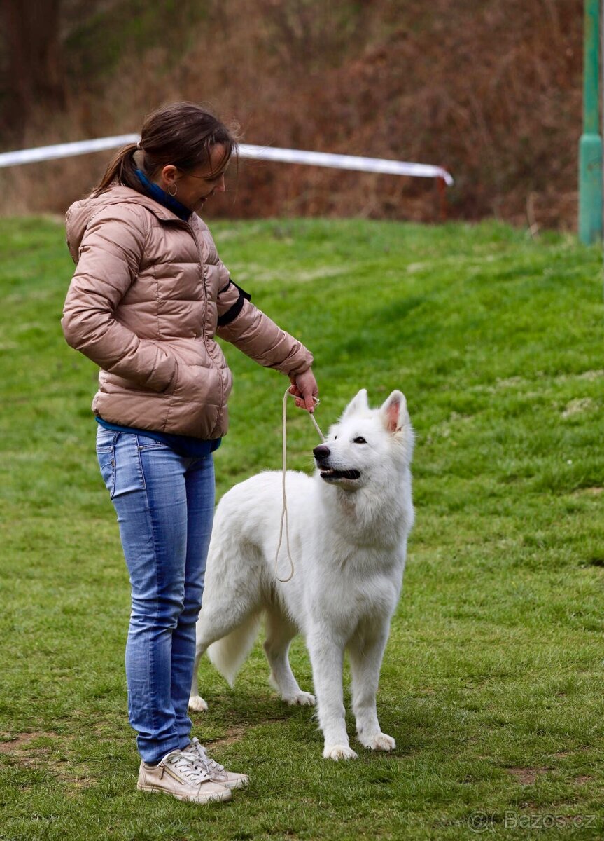 Bílý švýcarský ovčák - 6