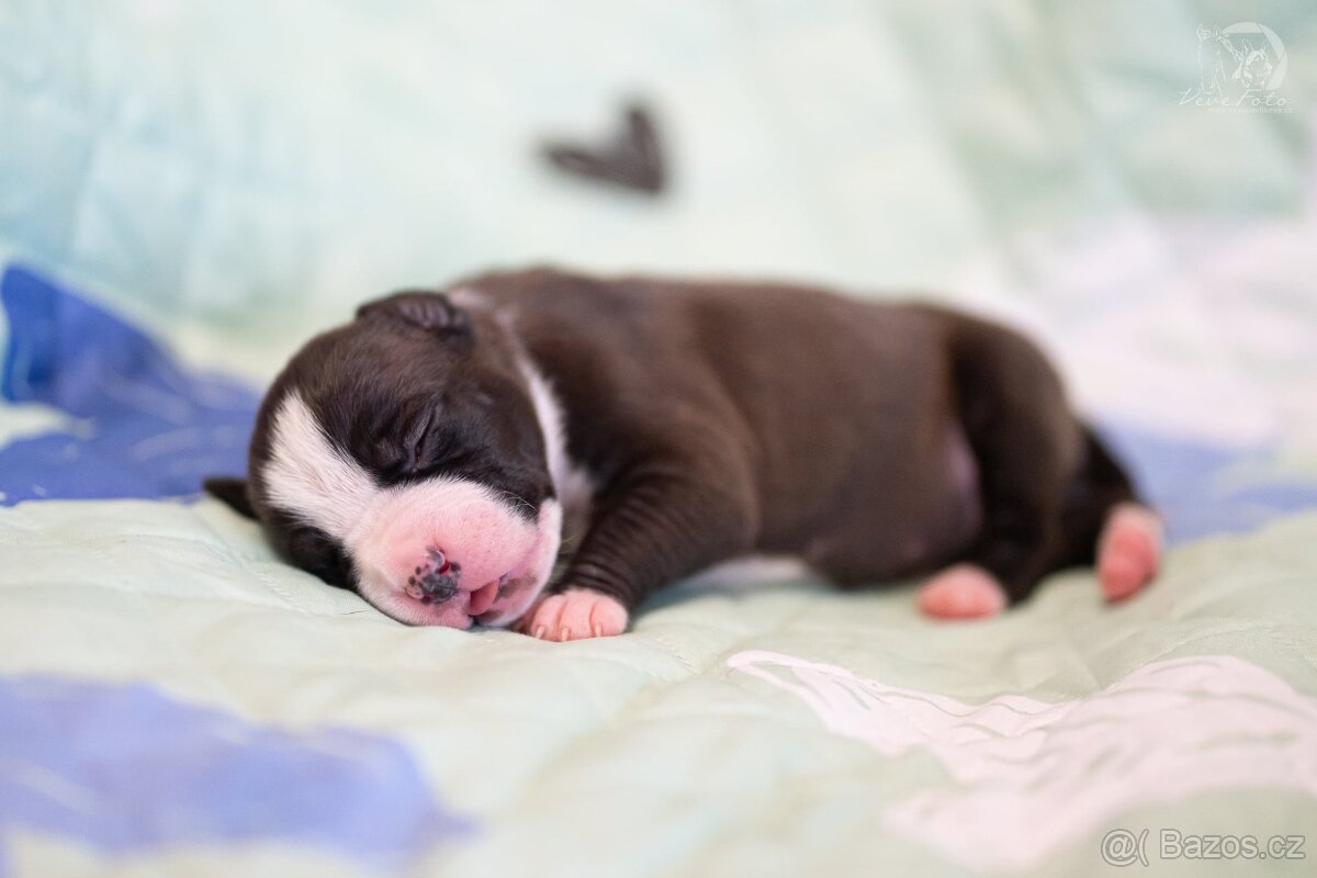 Americký stafordširský teriér s PP - 6