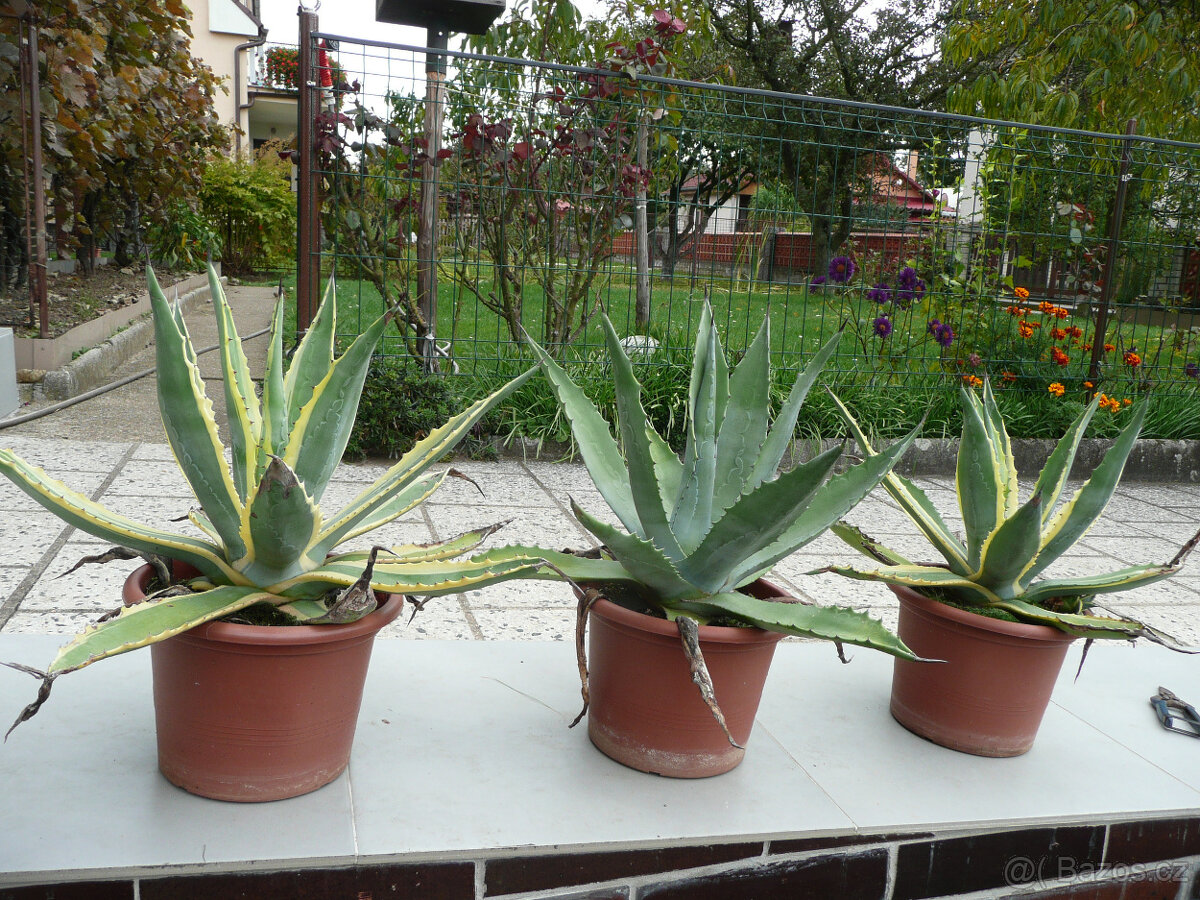 Agave americana - 6