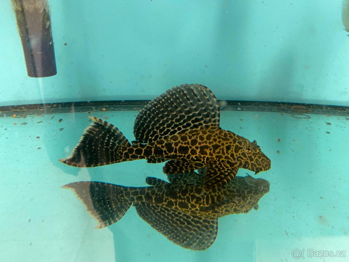 Glyptoper velkoploutvý L 165 - Glyptoperichthys gibbiceps - 6