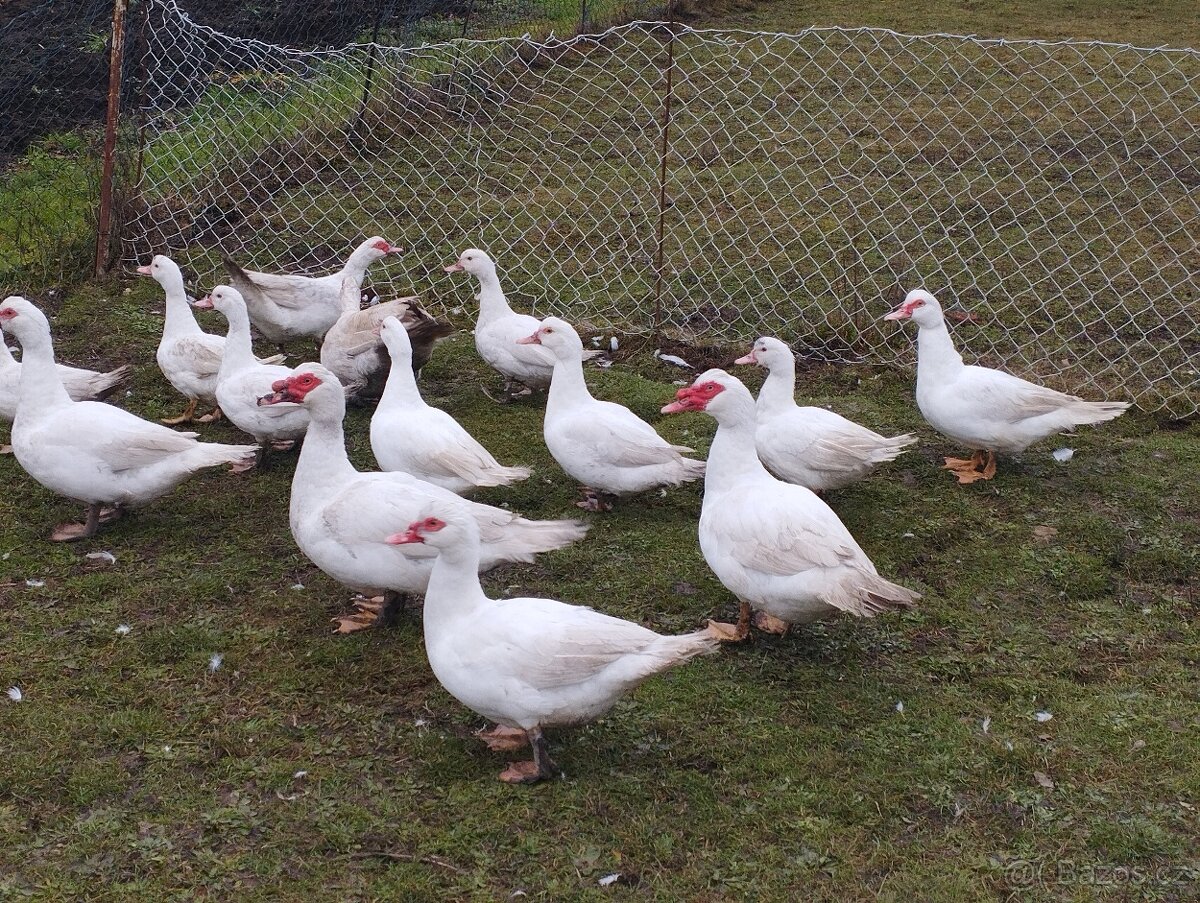 Kachna pižmová - 6