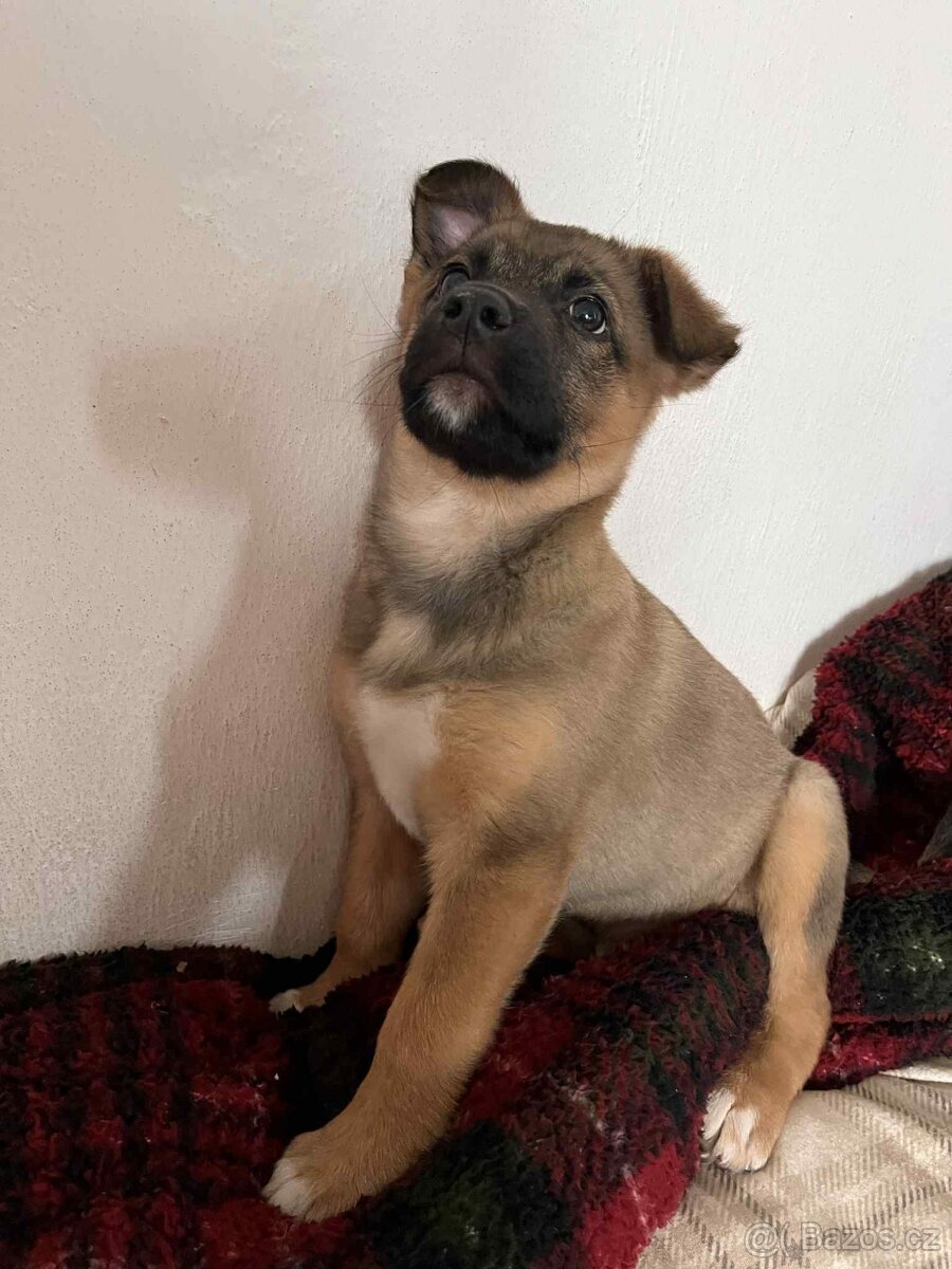 Pejsek Stromeček - 6