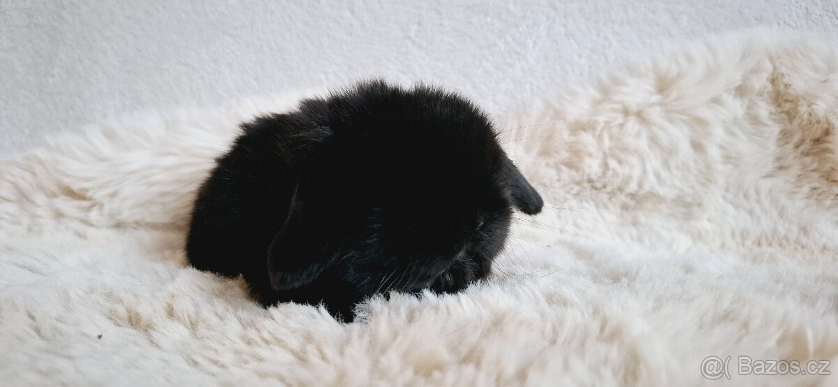 🩵Luxusní mazlíčci minilop 🩷 - 6