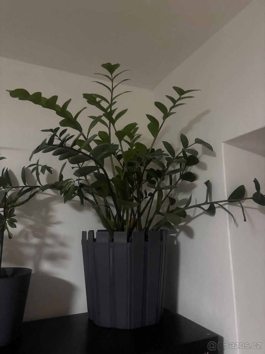 Pokojové rostliny - 6