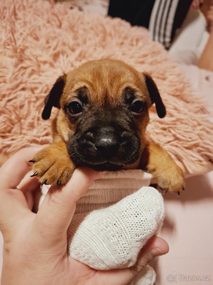 Stěně Buldoček X Jezevčík - 6