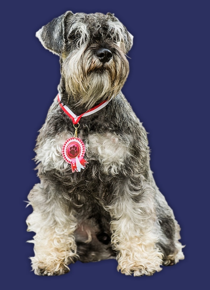 Knírač malý pepř a sůl s PP - 6