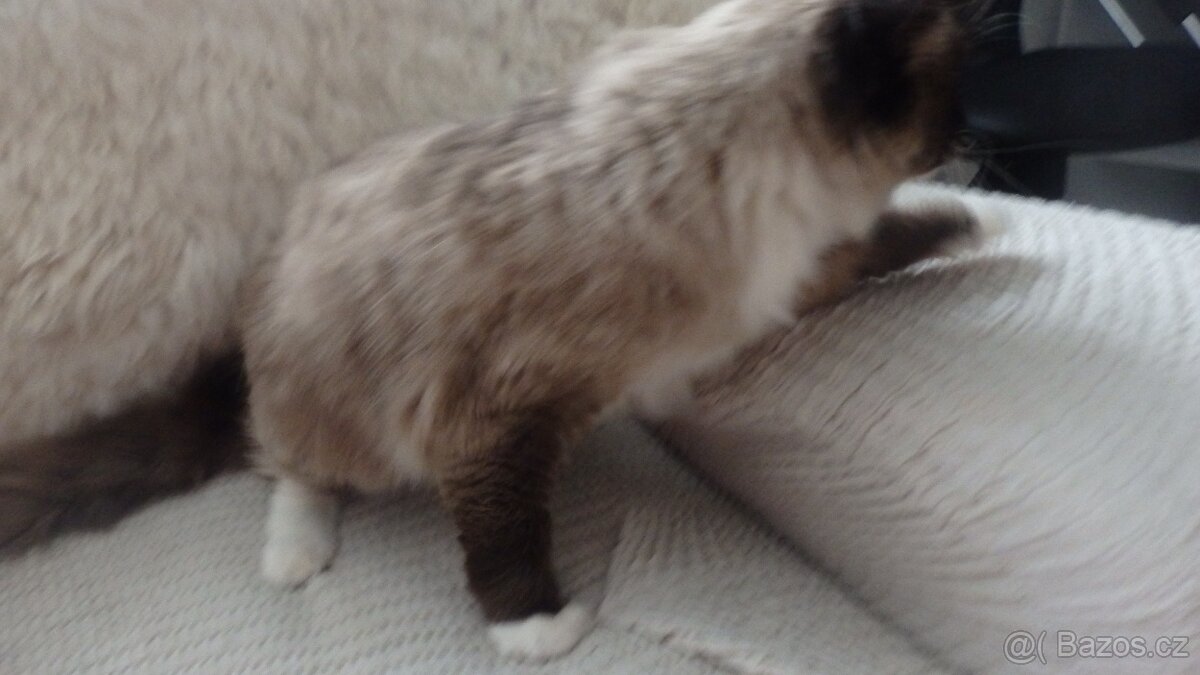 ragdoll,radgoll dospelé mačky na predaj - 6