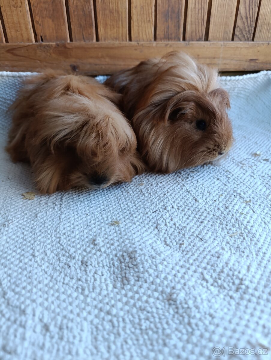 Morče / morčata / morčátko samečci - 6