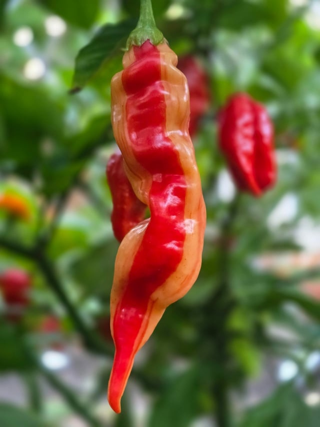 Chilli papričky - 6