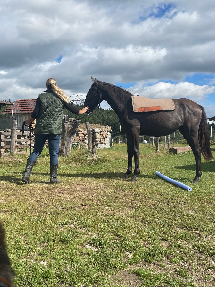 Starokladrubská klisna - 6