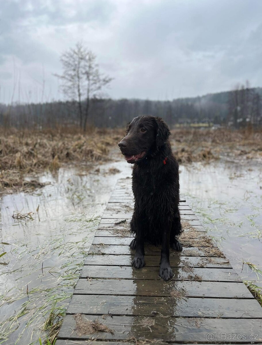 Flat coated retriever - nabídka krytí - 6