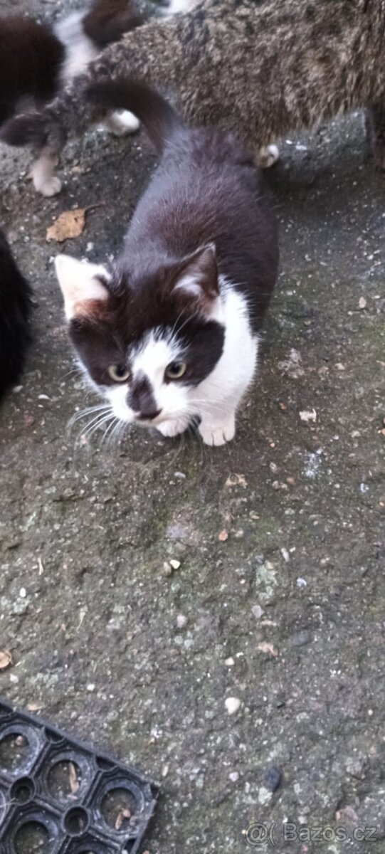 Koťátka daruji - 6