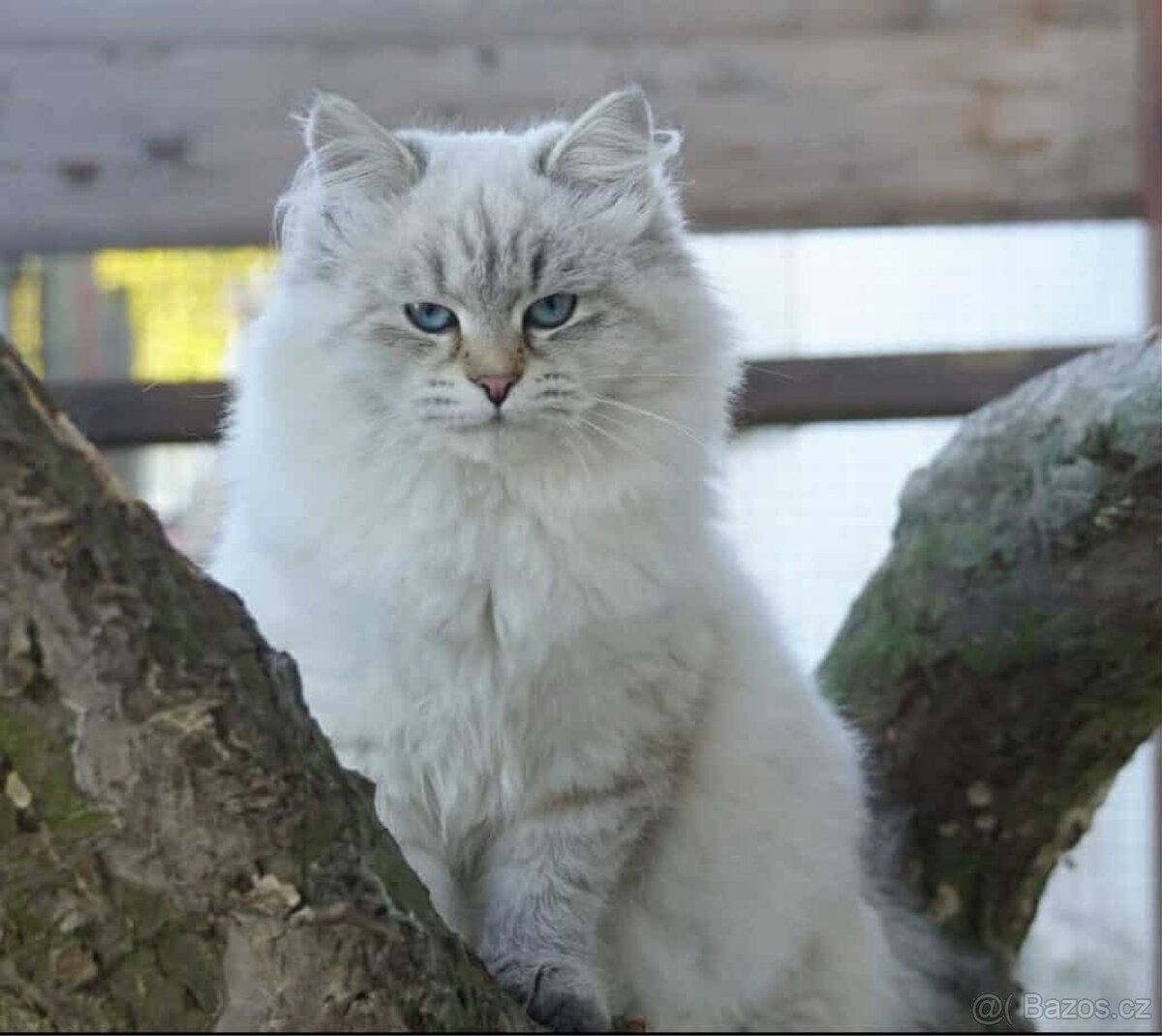 Sibiřská kočka s PP FIFE - 6