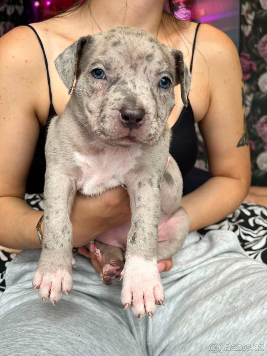American Bully XL - 6