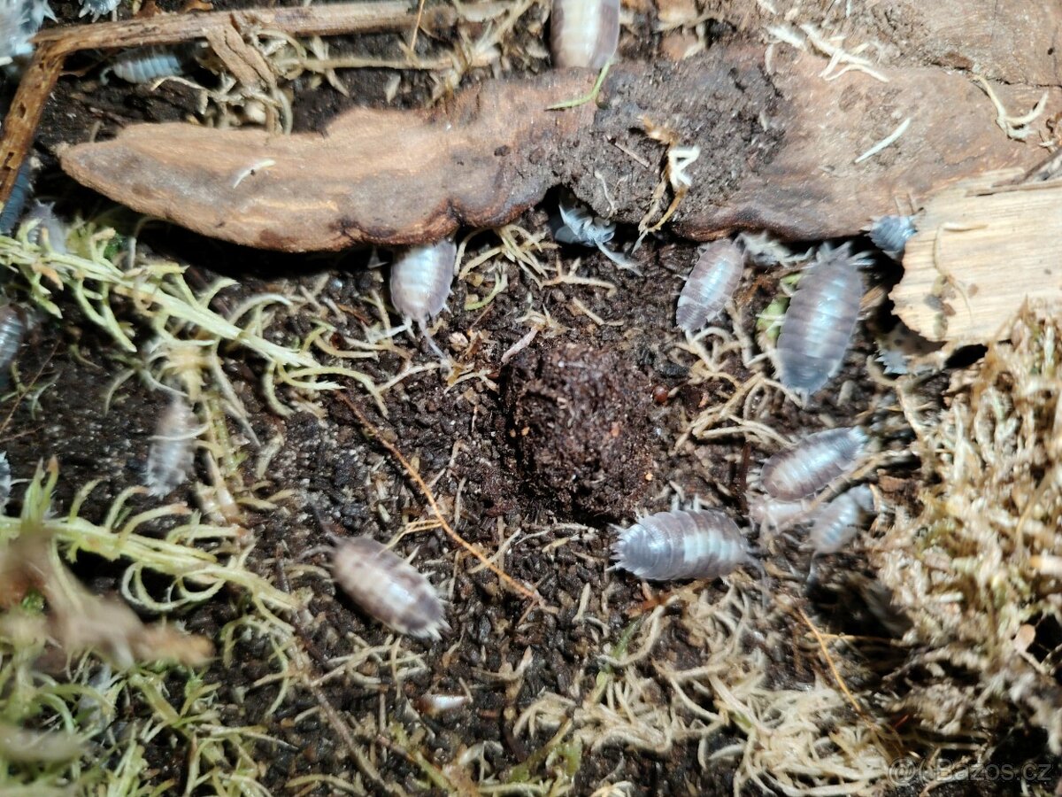 Isopody - 6