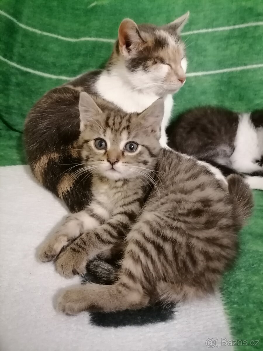 Koťata - 6