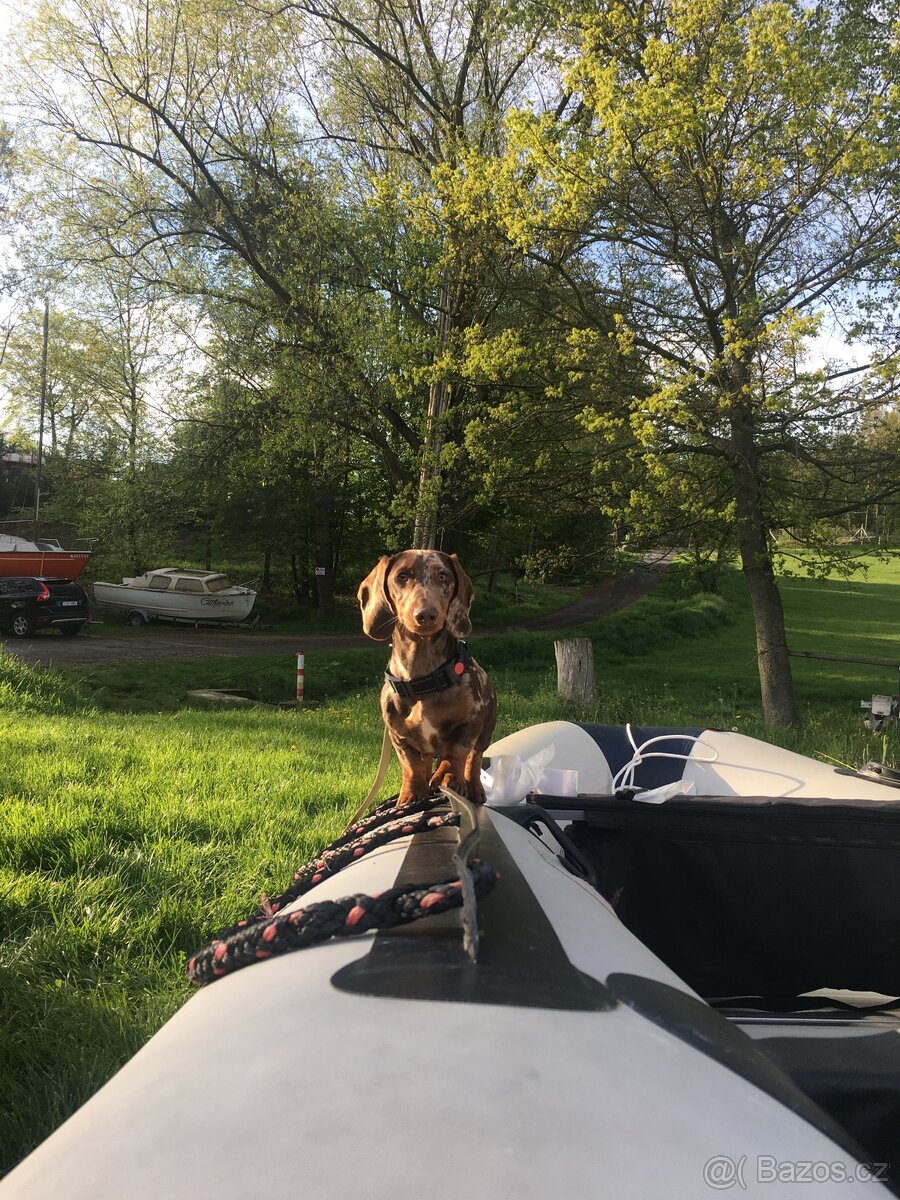 Jezečík ke krytí - 6