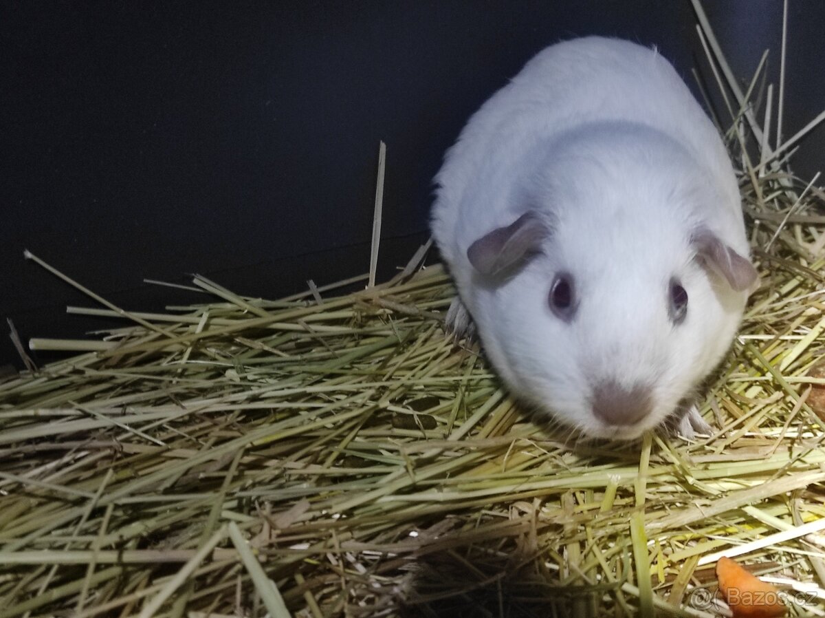 Morčátka - morče - krásná miminka z Moravy - 6