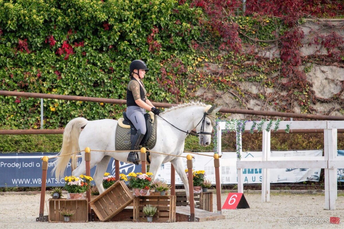 Líbivá connemara klisna do sportu - 6