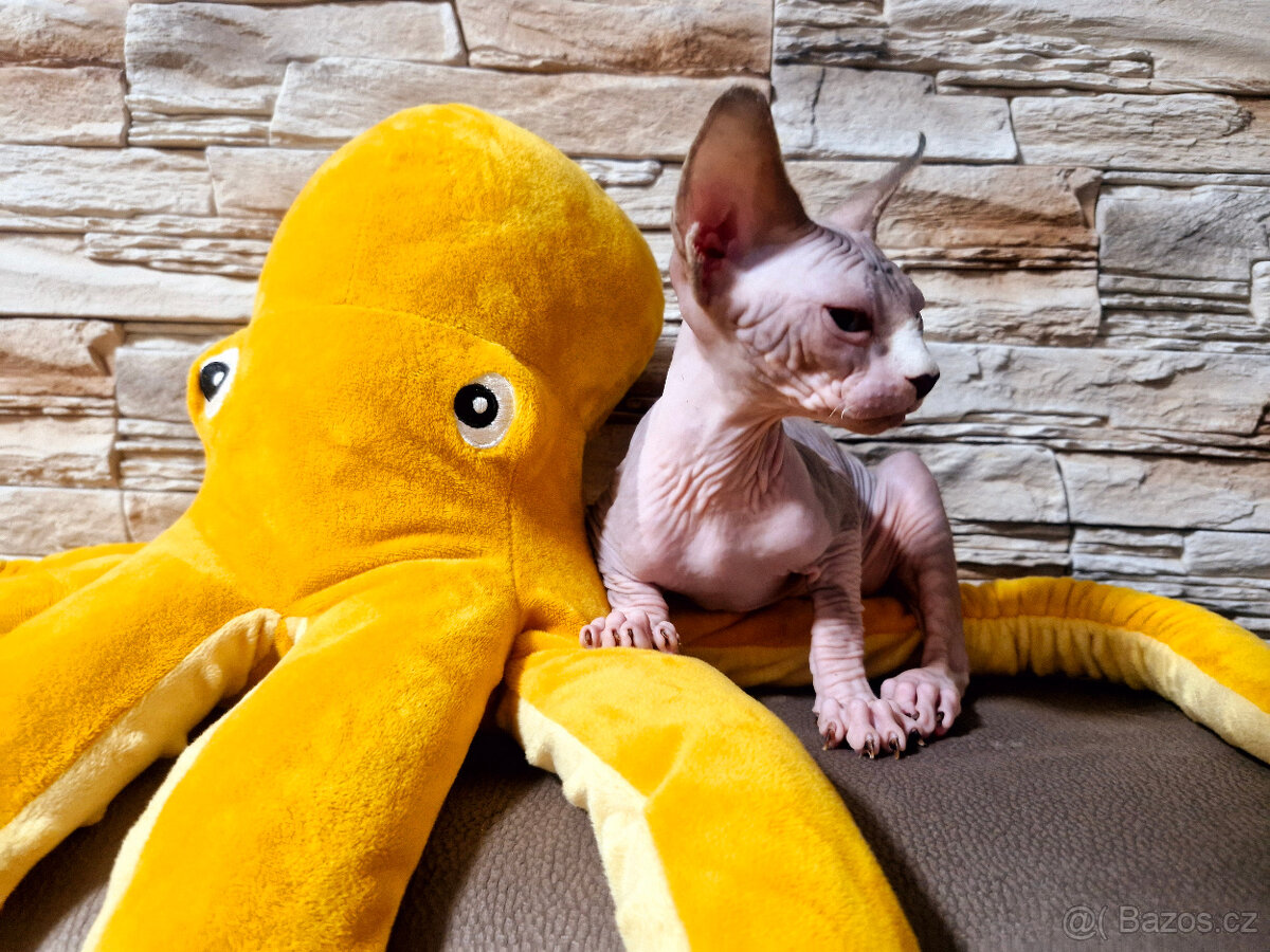 Sphynx kocouři - 6