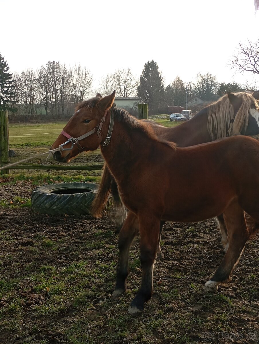 Slezký Norik SN. - 6
