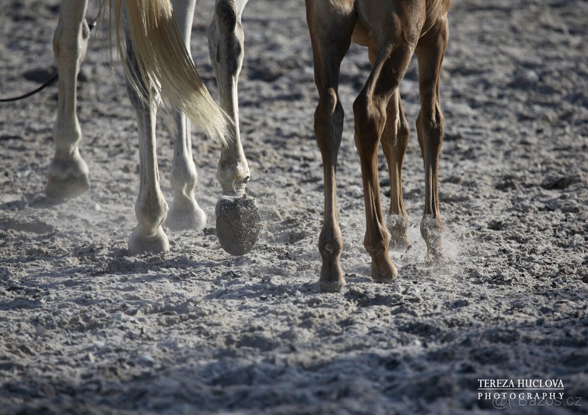 Ustájení v Mníšku pod Brdy - 6