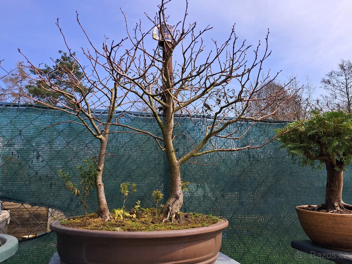 Bonsai bonsaj Lipa - 6