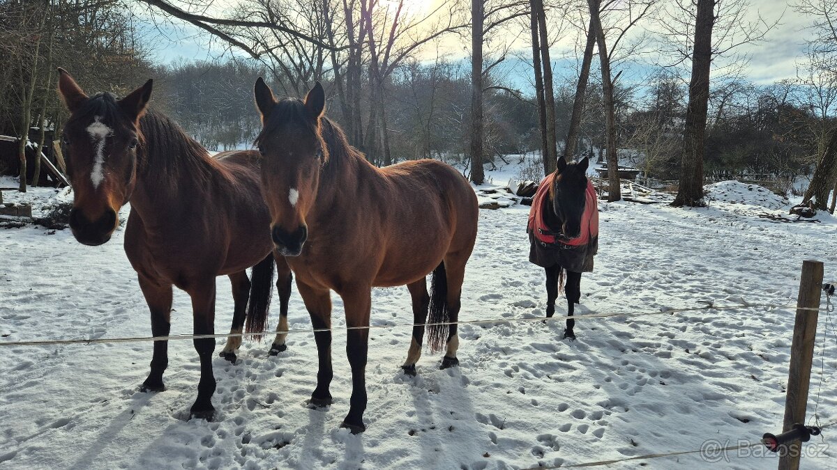 Teplokrevna kobyla - 6