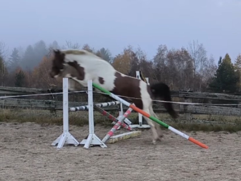 Tříletý valach CS po Heartvit ZH - 6