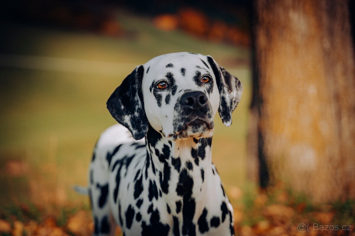 Dalmatinsky pes s PP, dalmatinec, dalmatin - 6