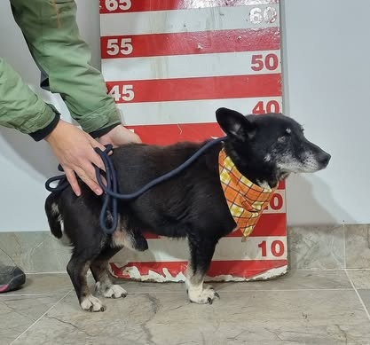 Leoš hledá domov - 6