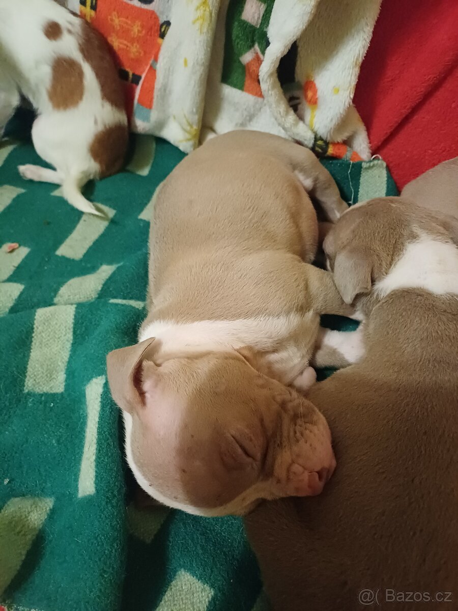 American bully xl štěňátka - 6