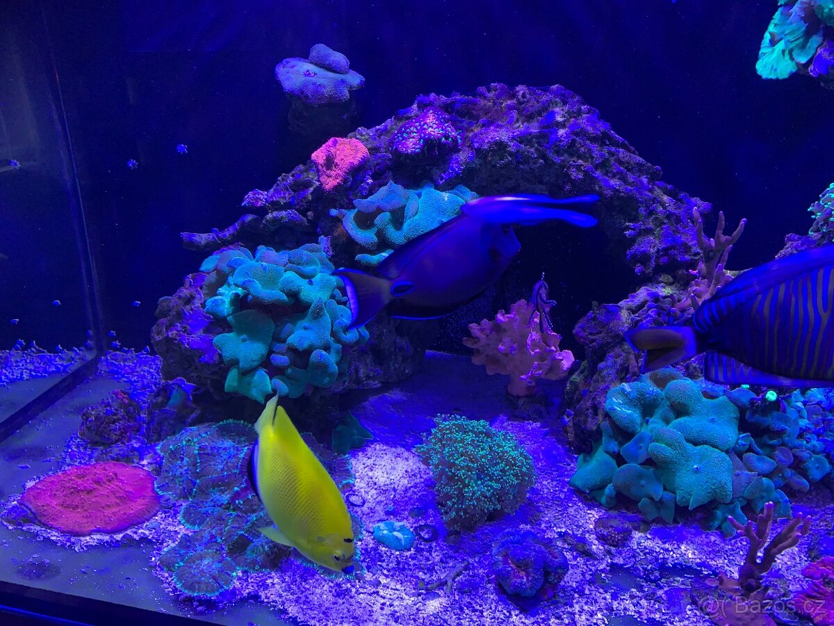 Mořské akvárium 1000l - 6