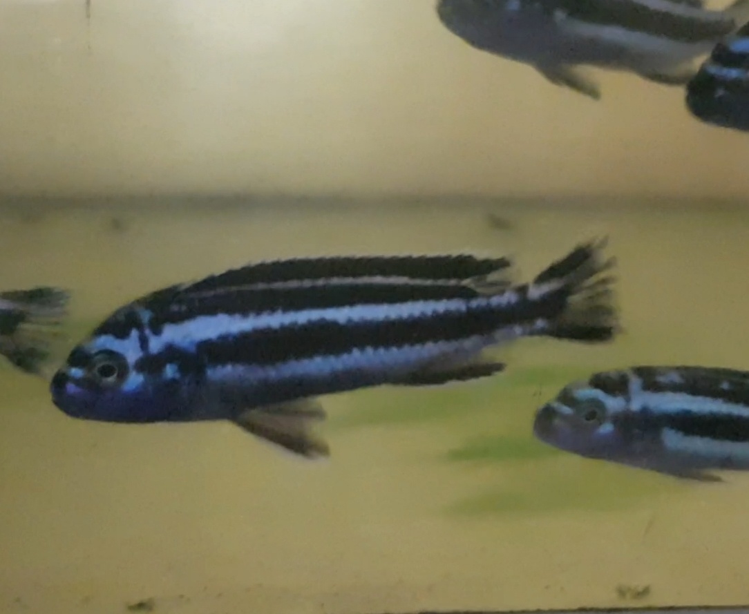 Prodám tlamovce z jezera Malawi - 6