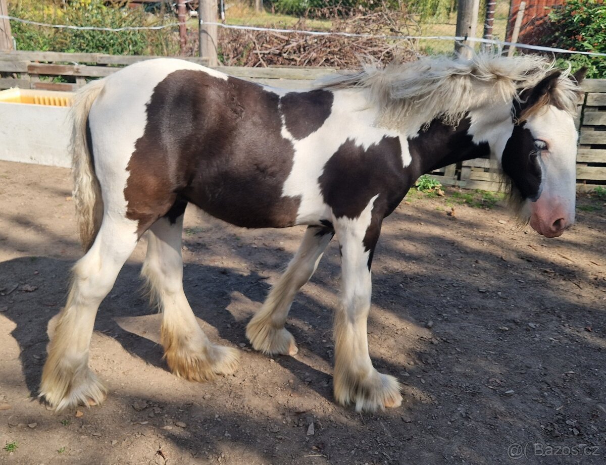 Irský cob - 6