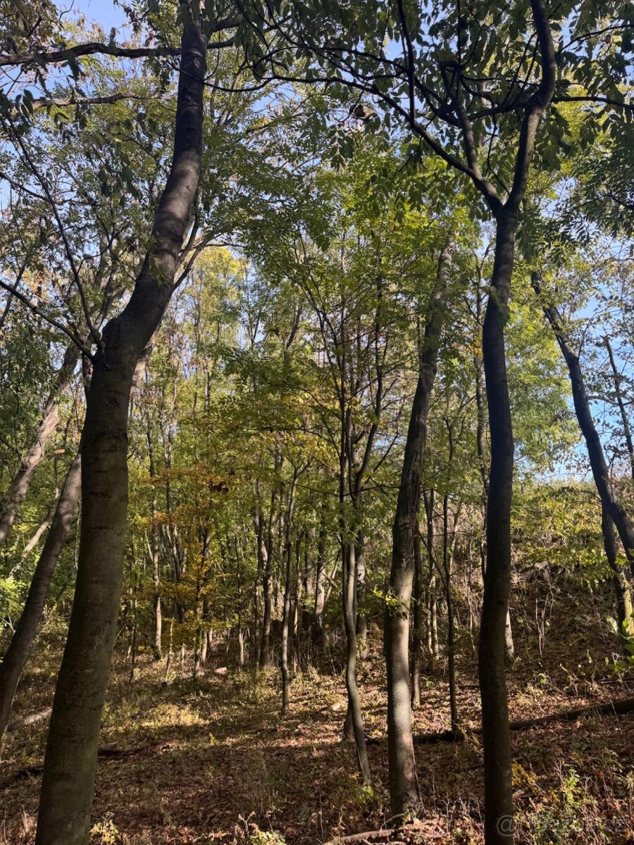 Prodej pozemků v k.ú. Jeníkovice u Choltic - 6