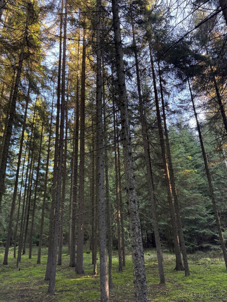 Prodej lesního pozemku k.ú. Havlovice - 6