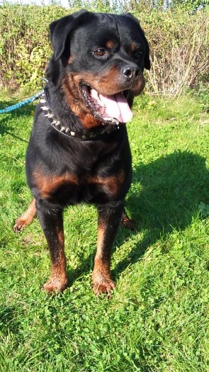 Rottweiler, rotvajler, RTW s PP - 6
