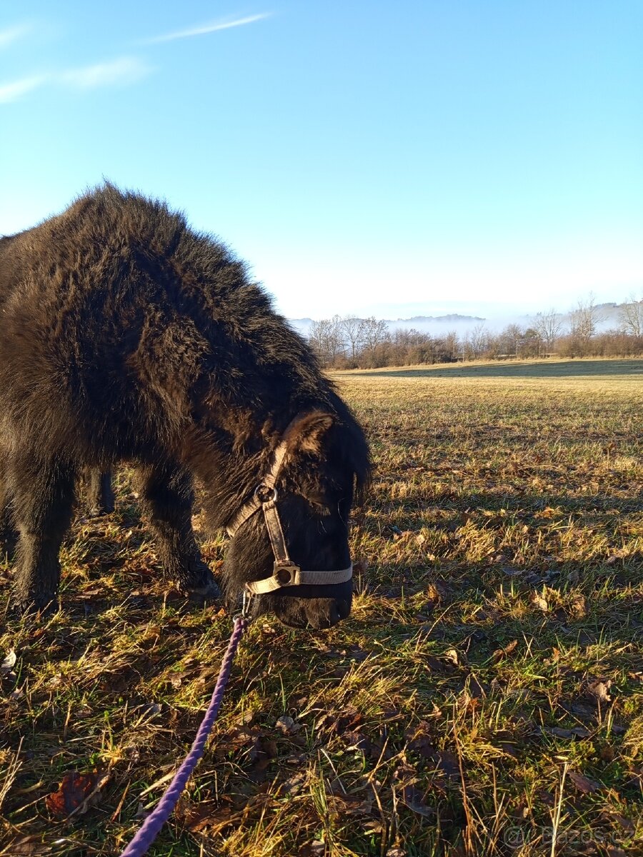 Docházka k poníkovi - 6