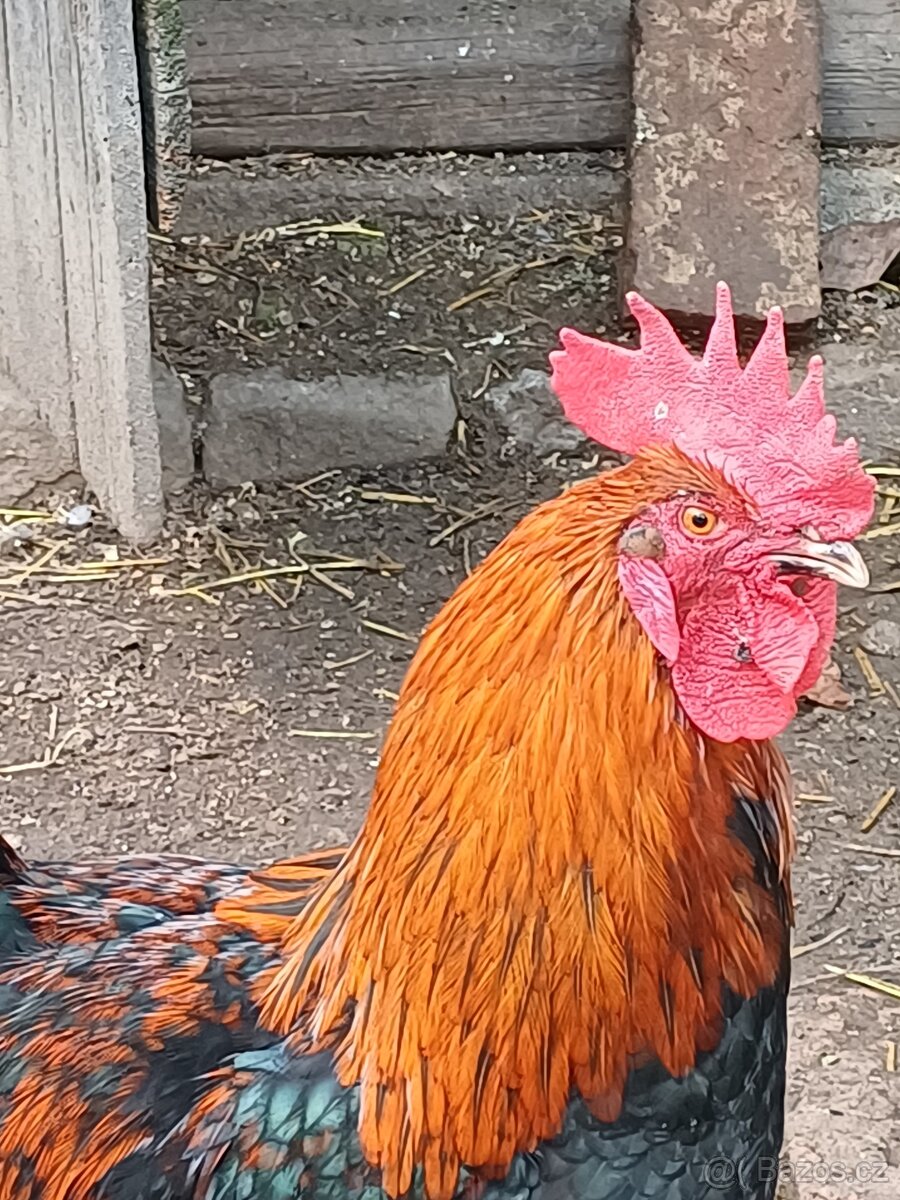 Kohout Maranska měděnokrká - 6