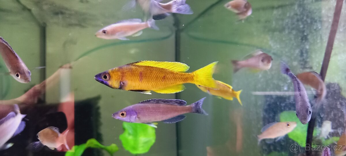 Odchovy Tanganyika - 6