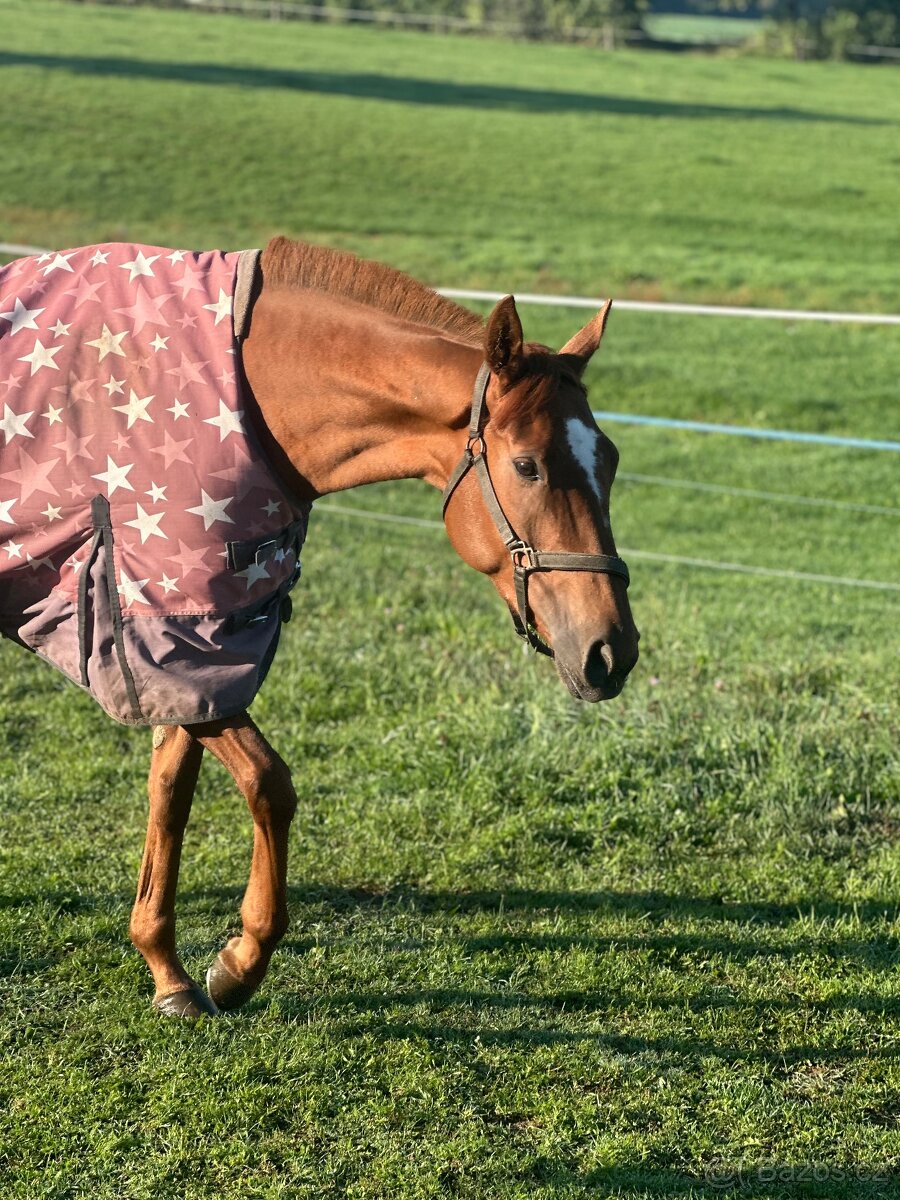 Tříletá charakterní klisna - 6