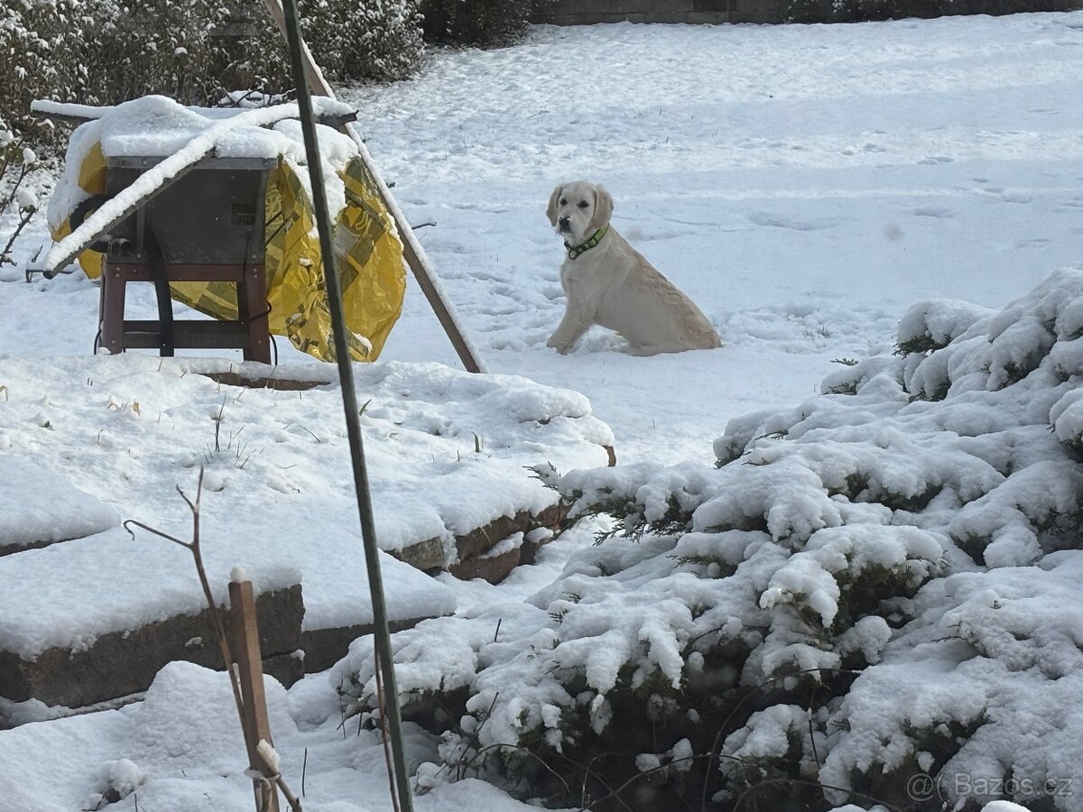 Zlatý retrívr s PP fenka - 6
